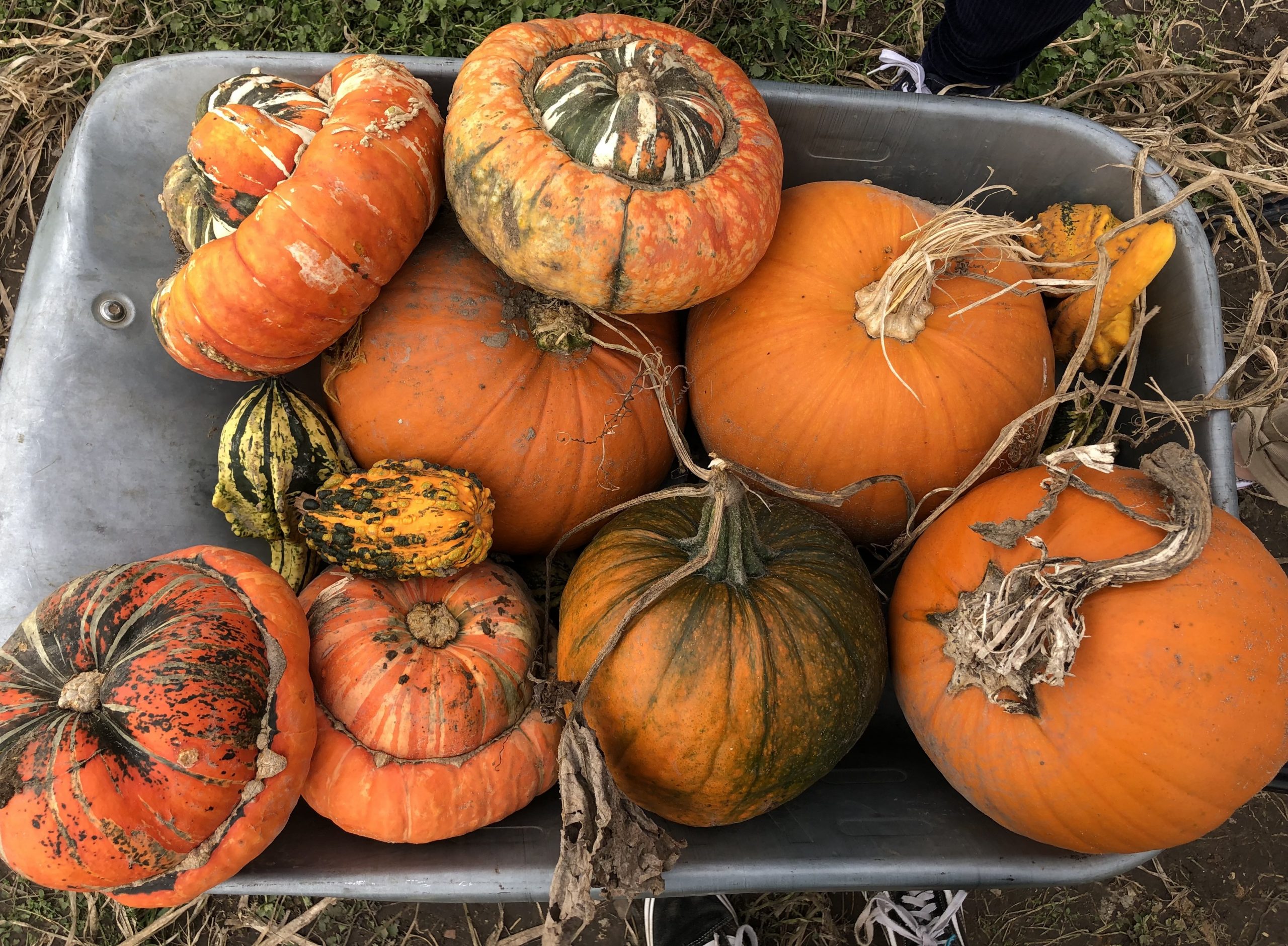 Harvest Thanksgiving
